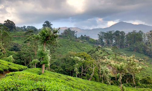 Vrindhavan Mist City, A Hilltop Resort Born in Nature, Kanthalloor, Munnar, Kerala, India