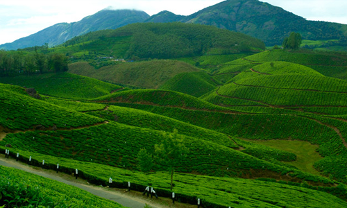 Vrindhavan Mist City, A Hilltop Resort Born in Nature, Kanthalloor, Munnar, Kerala, India