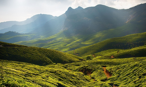 Vrindhavan Mist City, A Hilltop Resort Born in Nature, Kanthalloor, Munnar, Kerala, India