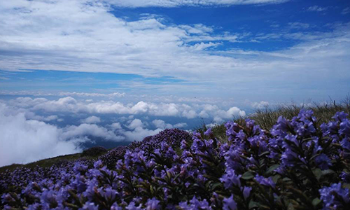 Vrindhavan Mist City, A Hilltop Resort Born in Nature, Kanthalloor, Munnar, Kerala, India