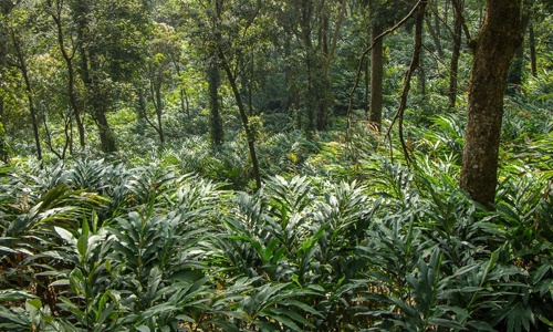 Vrindhavan Mist City, A Hilltop Resort Born in Nature, Kanthalloor, Munnar, Kerala, India